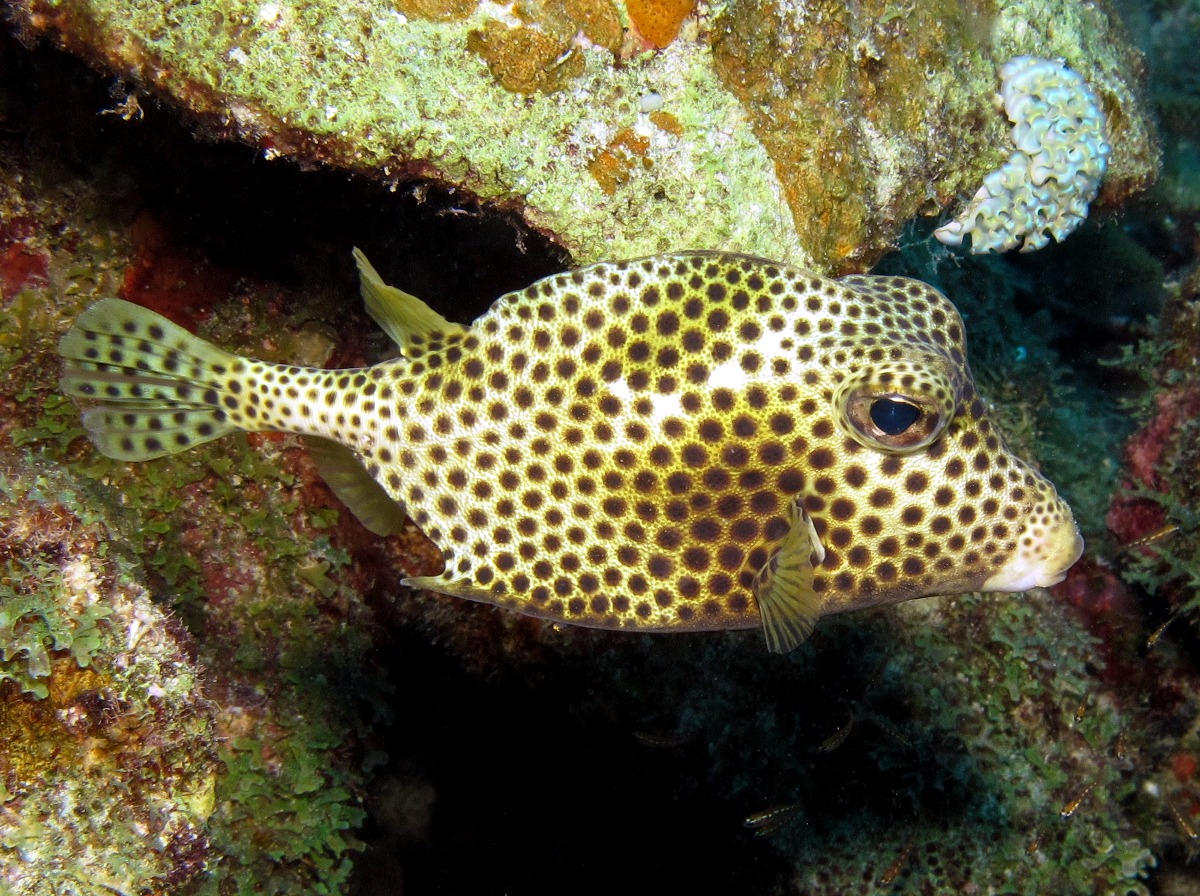 Spotted Trunkfish - Lactophrys bicaudalis