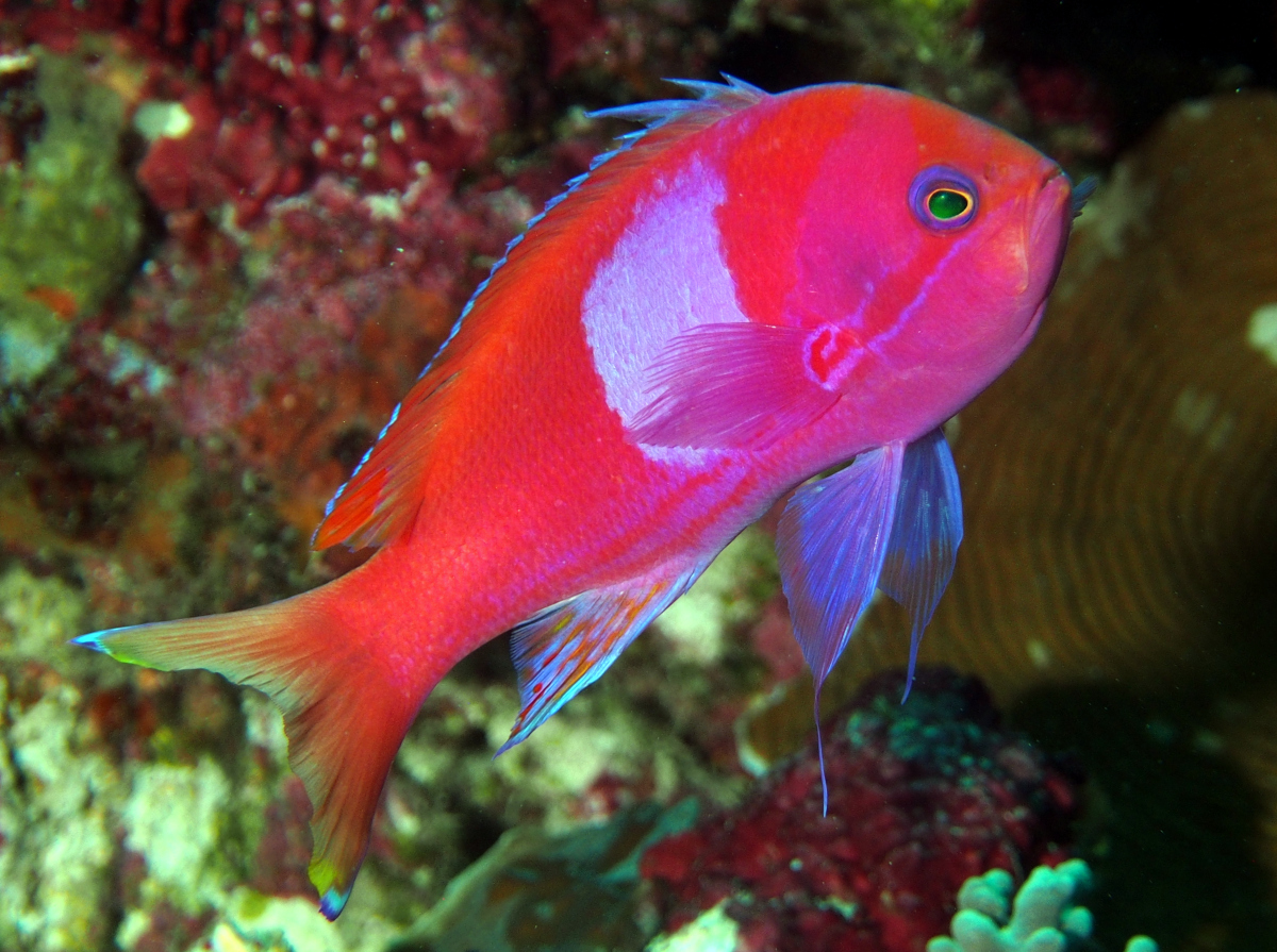 Squarespot Anthias - Pseudanthias pleurotaenia