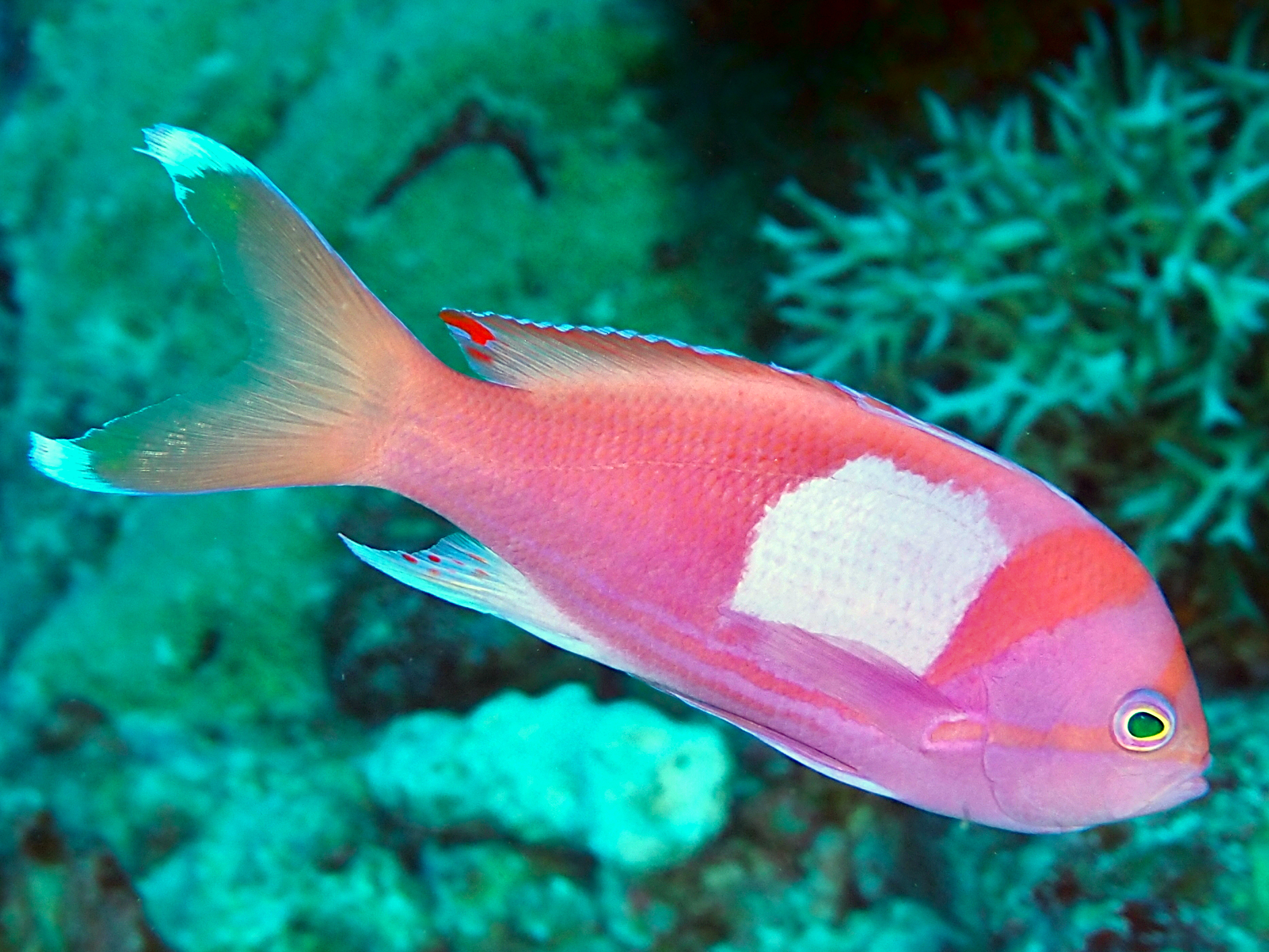 Squarespot Anthias - Pseudanthias pleurotaenia
