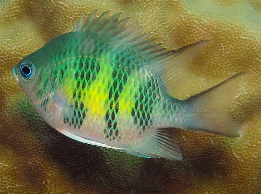 Staghorn Damselfish - Amblyglyphidodon curacao - Palau