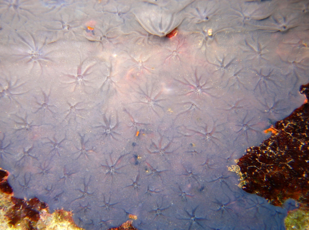 Star Encrusting Sponge - Halisarca sp.