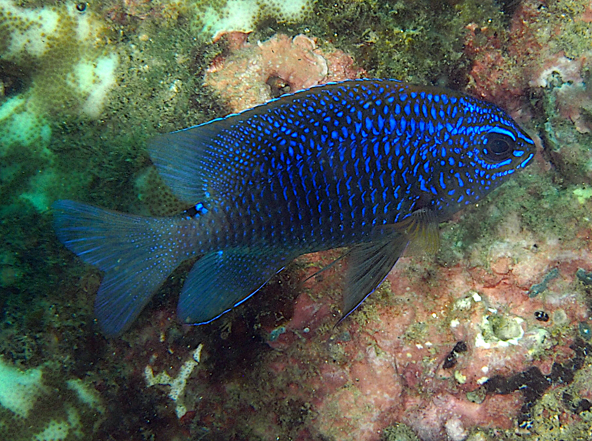 Cortez Damselfish - Stegastes rectifraenum - Cabo San Lucas, Mexico