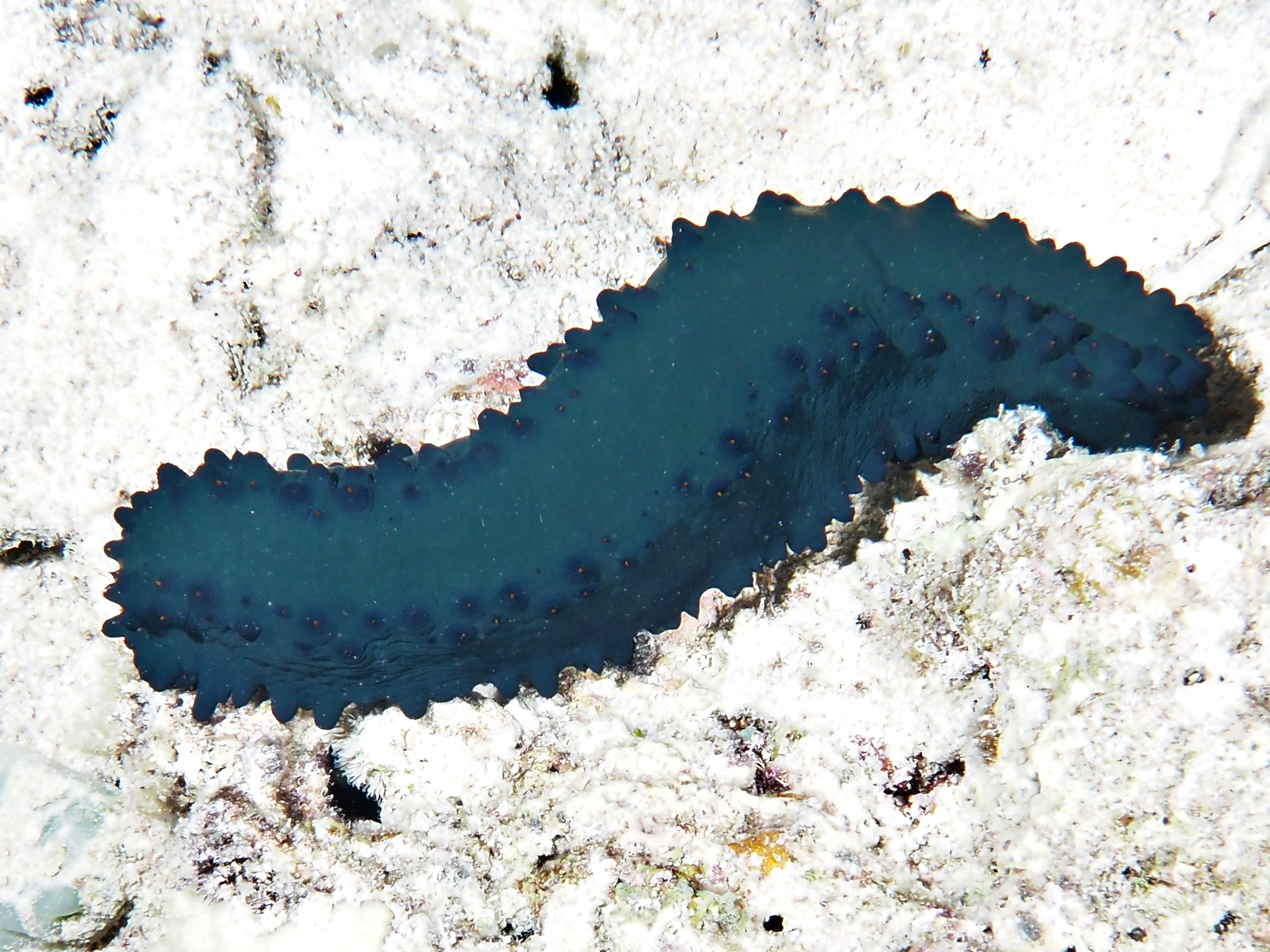 Greenfish Sea Cucumber - Stichopus chloronotus