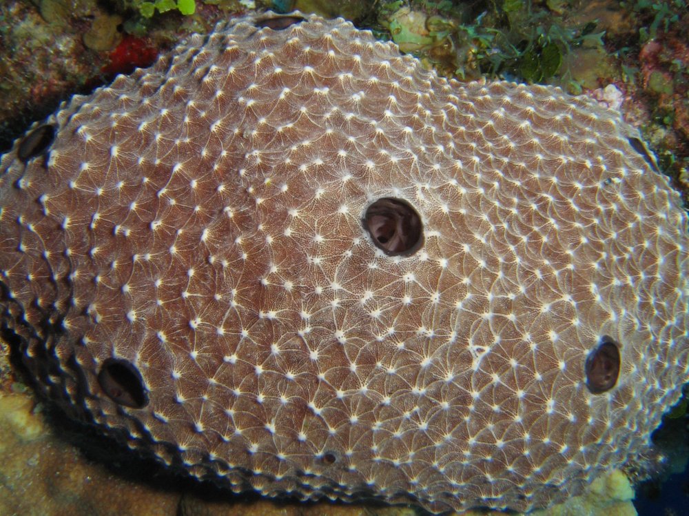 Stinker Sponge - Ircinia felix