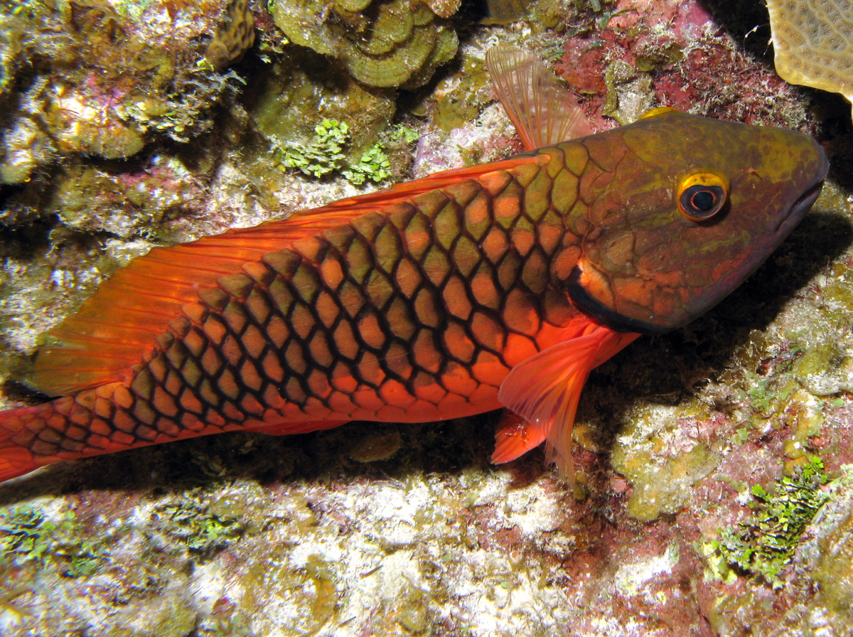 Stoplight Parrotfish - Sparisoma viride