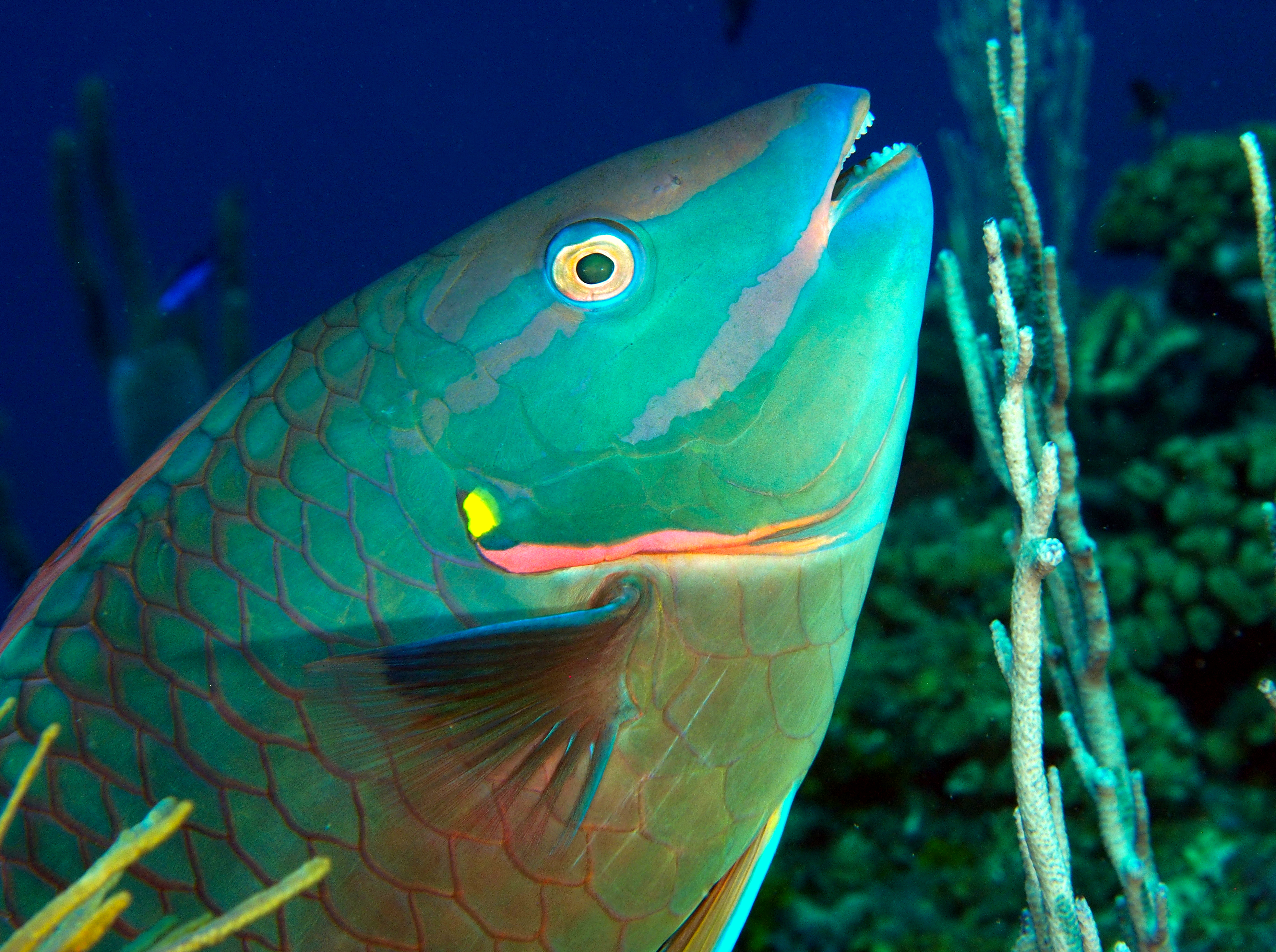 Stoplight Parrotfish - Sparisoma viride