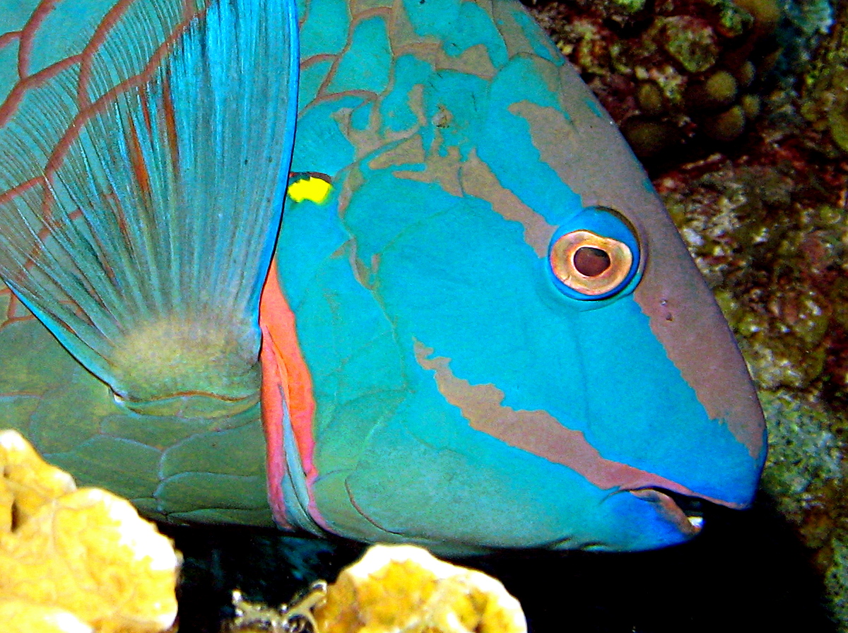 Stoplight Parrotfish - Sparisoma viride