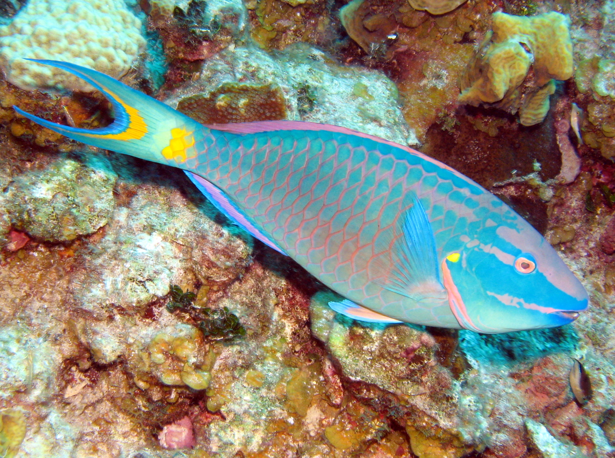 Stoplight Parrotfish - Sparisoma viride