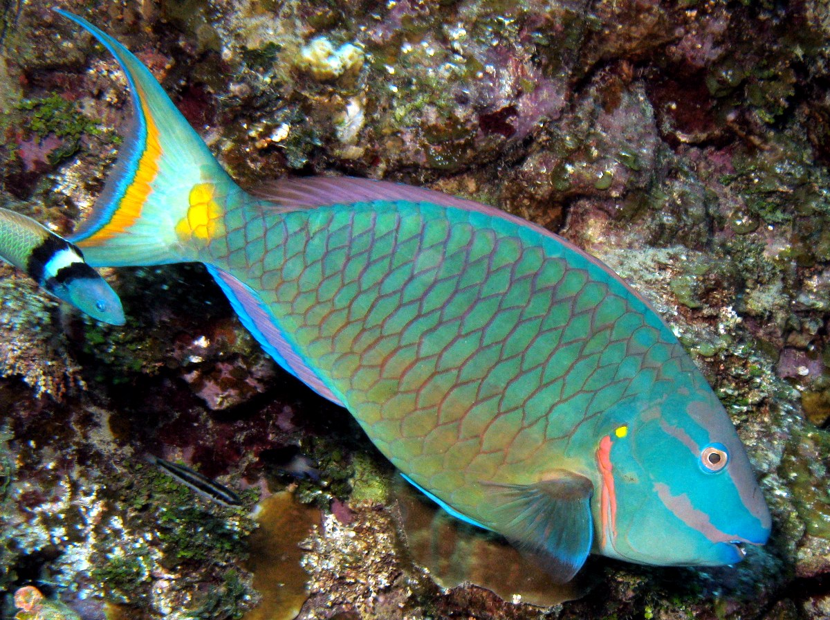 Stoplight Parrotfish - Sparisoma viride