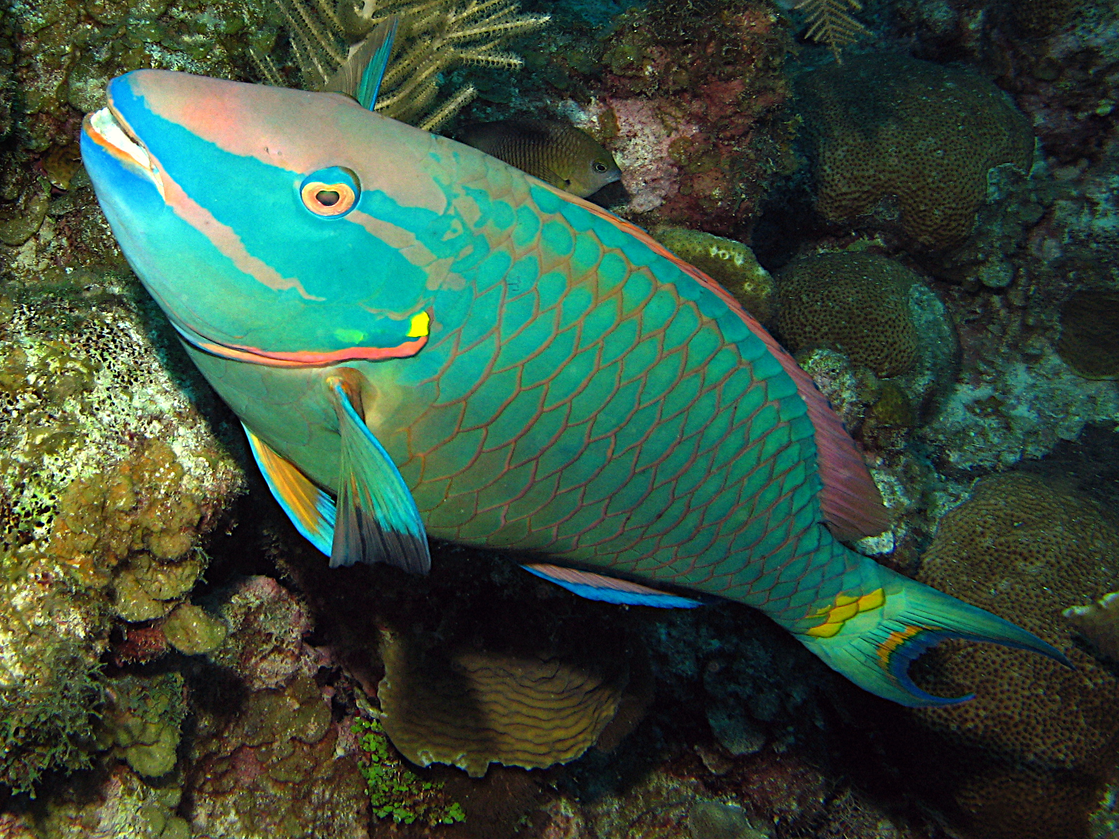 Stoplight Parrotfish - Sparisoma viride