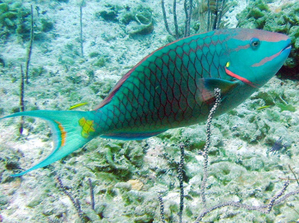 Stoplight Parrotfish - Sparisoma viride