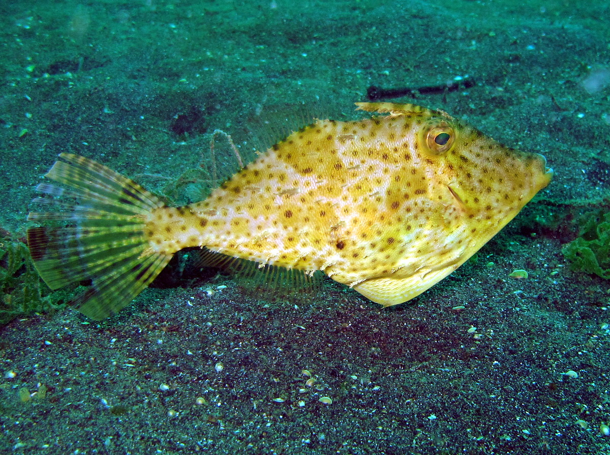 Strapweed Filefish - Pseudomonacanthus macrurus