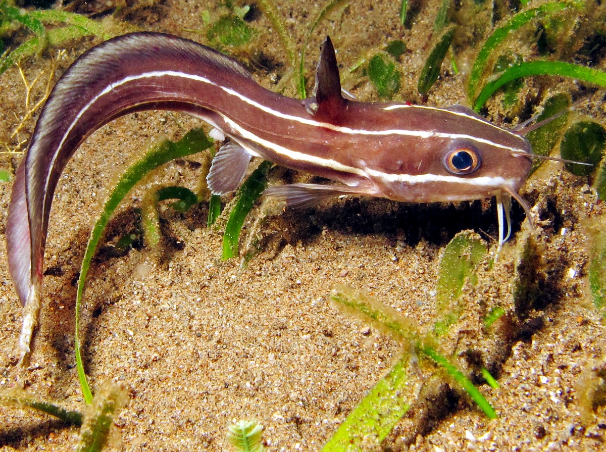 Striped Catfish - Plotosus lineatus
