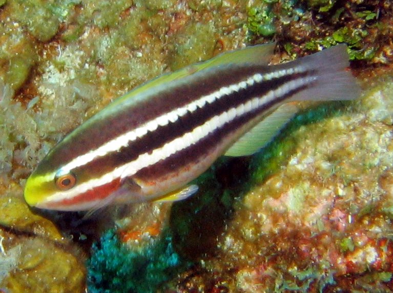 Striped Parrotfish - Scarus iserti