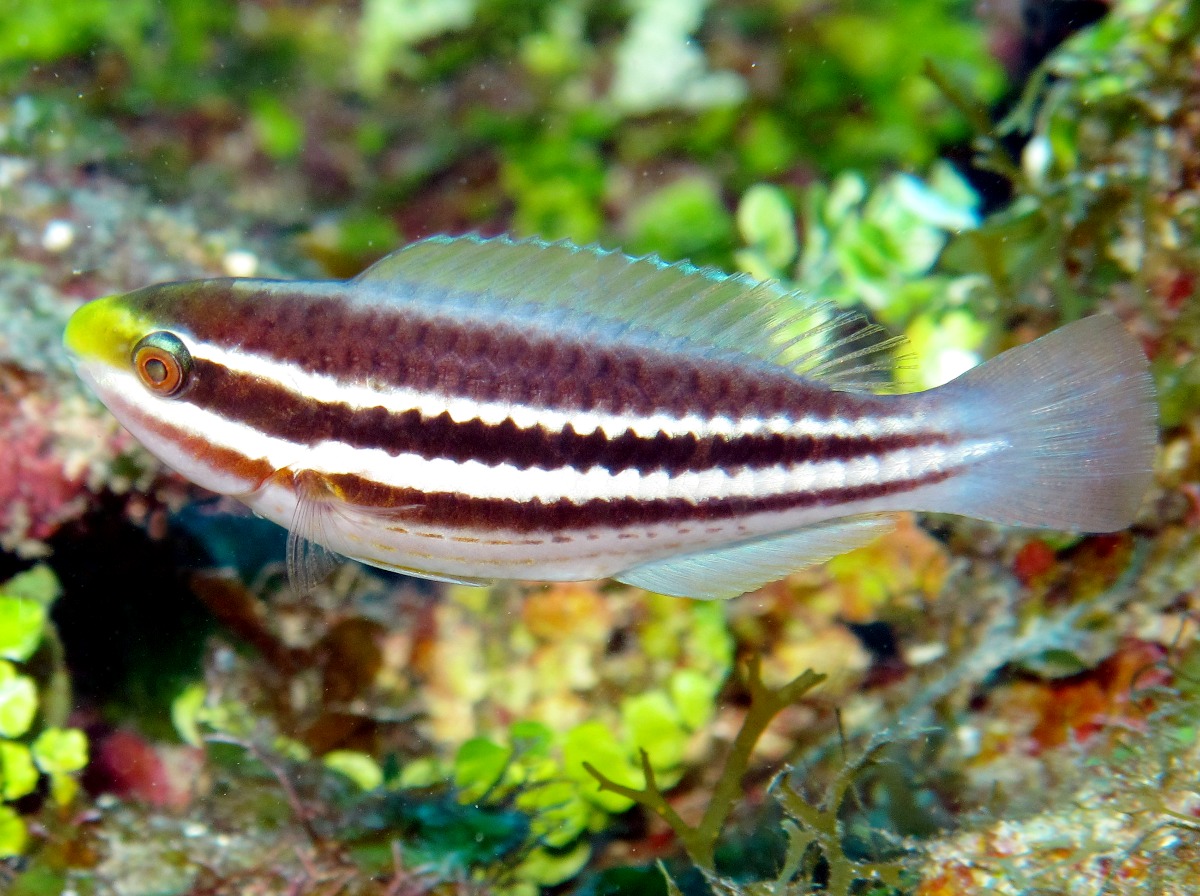 Striped Parrotfish - Scarus iserti