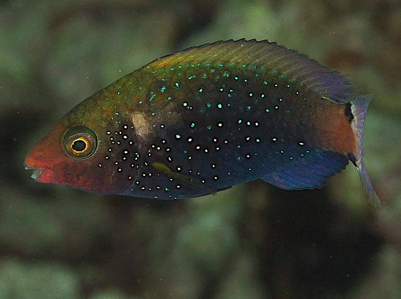Swarthy Parrotfish - Scarus niger