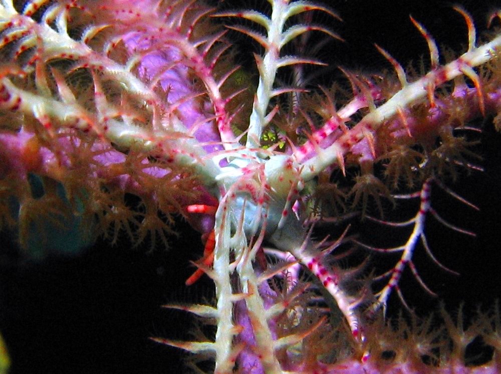 Swimming Crinoid - Analcidometra armata