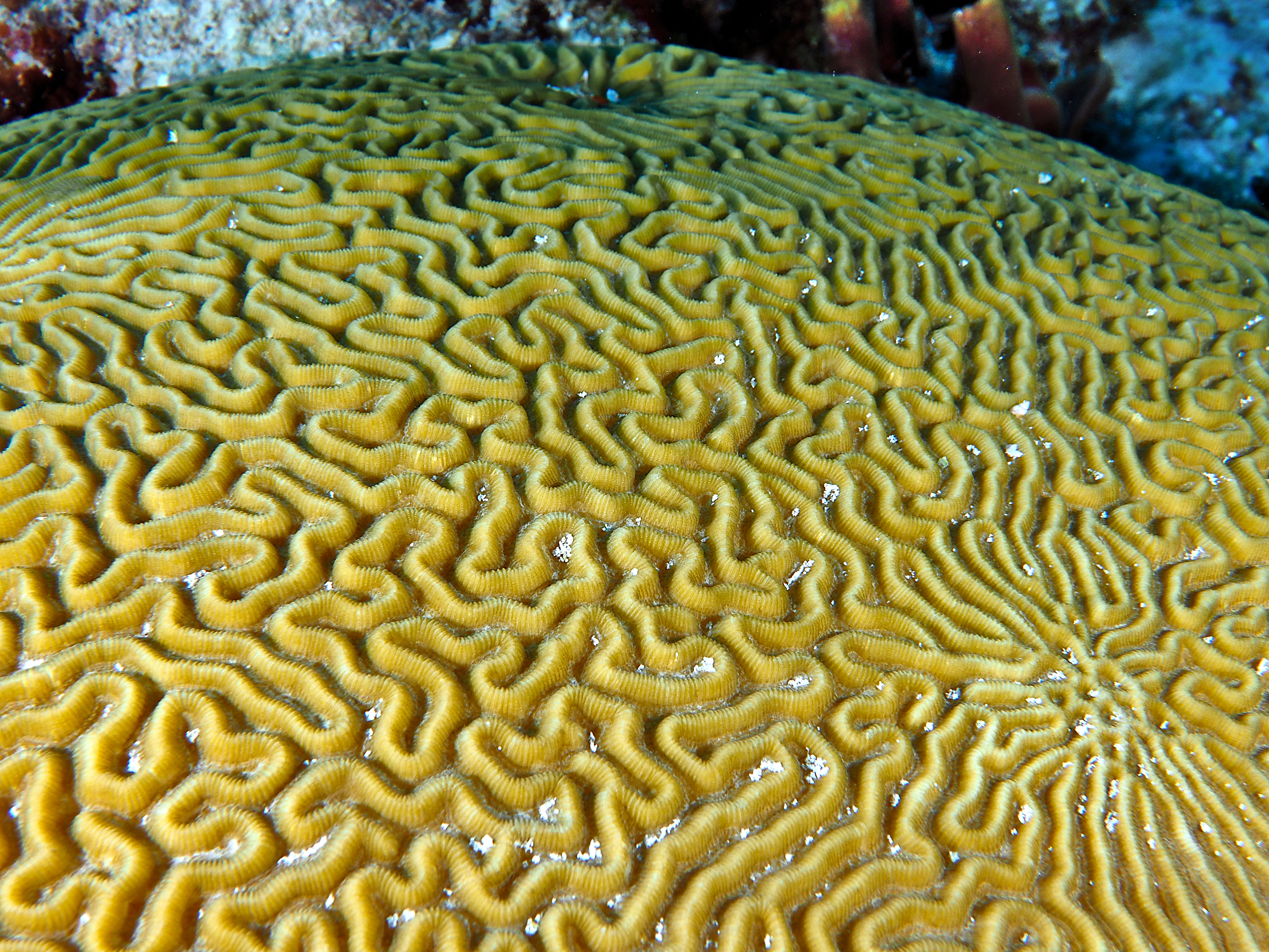 Symmetrical Brain Coral - Diploria strigosa