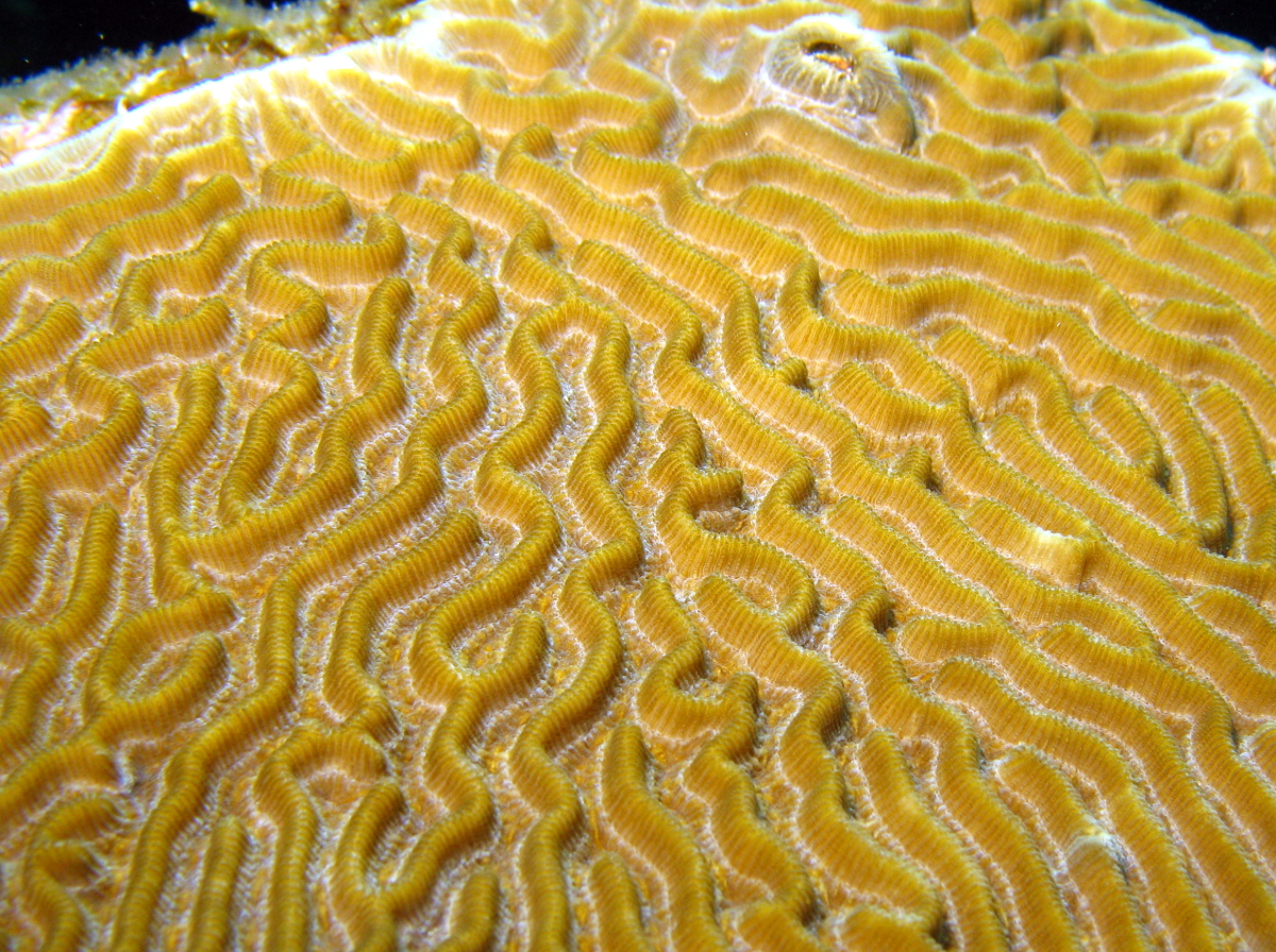 Symmetrical Brain Coral - Diploria strigosa