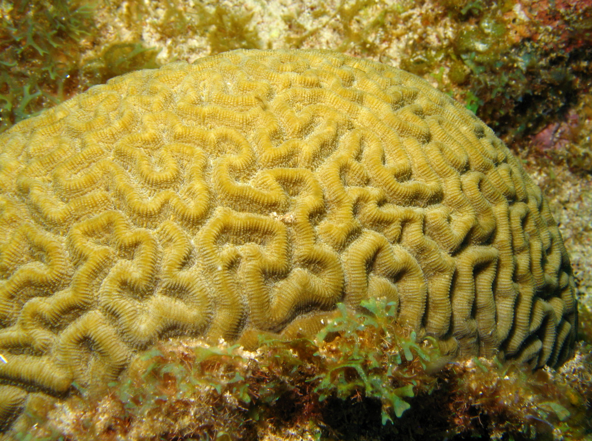 Symmetrical Brain Coral - Diploria strigosa