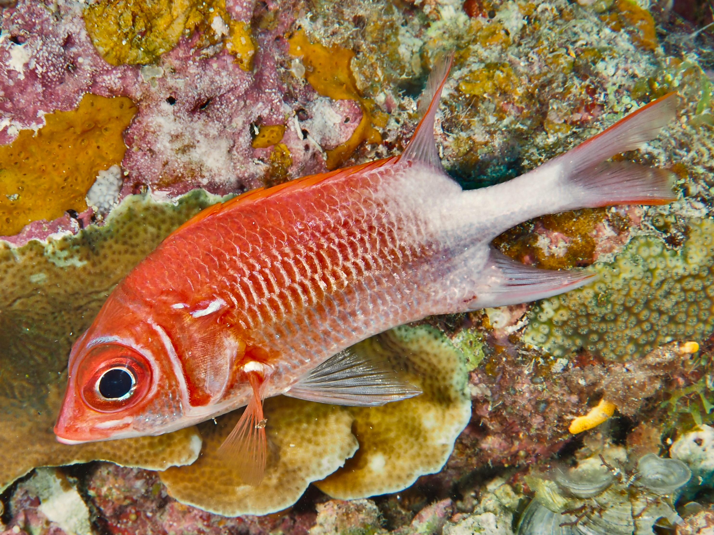 Tailspot Squirrelfish - Sargocentron caudimaculatum