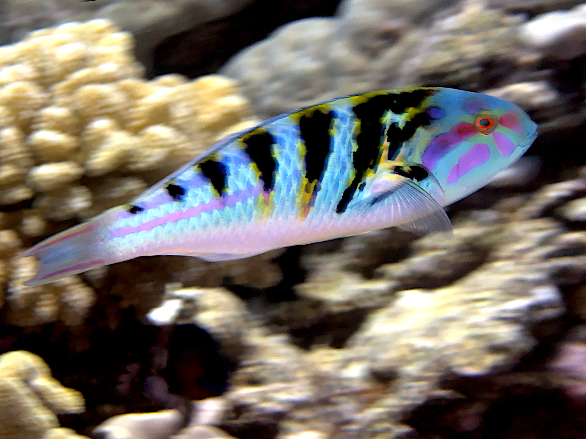 Sixbar Wrasse - Thalassoma hardwicke