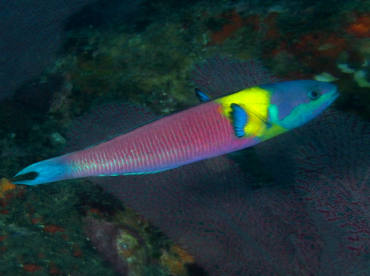 Cortez Rainbow Wrasse - Thalassoma lucasanum