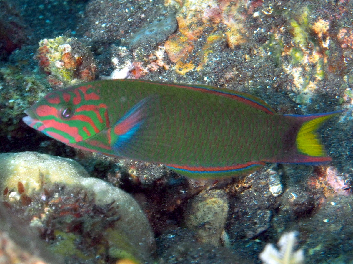 Moon Wrasse - Thalassoma lunare
