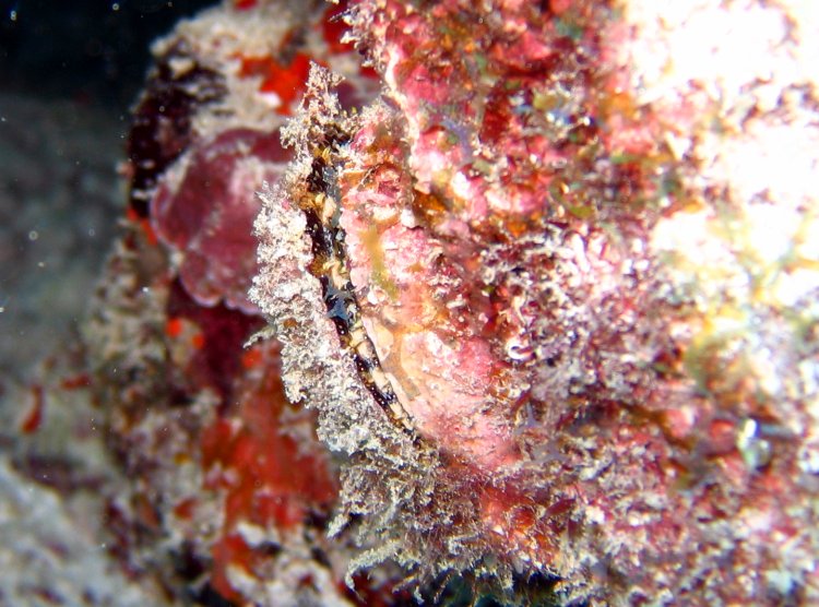 Atlantic Thorny-Oyster - Spondylus americanus
