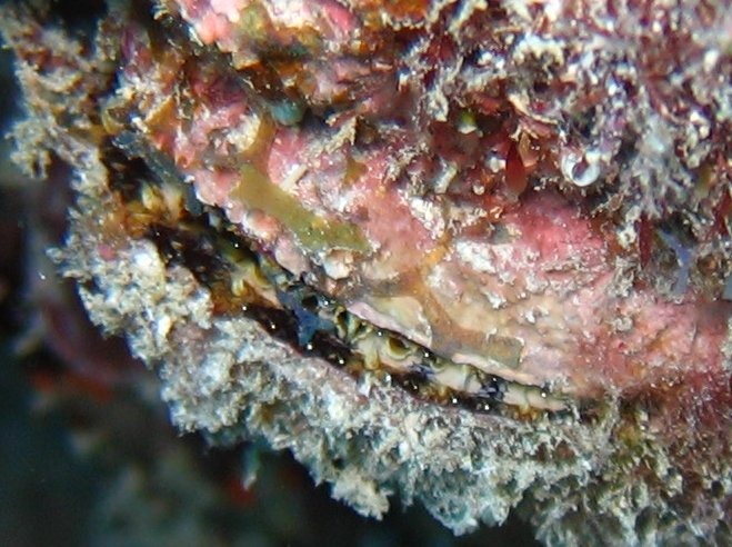 Atlantic Thorny-Oyster - Spondylus americanus