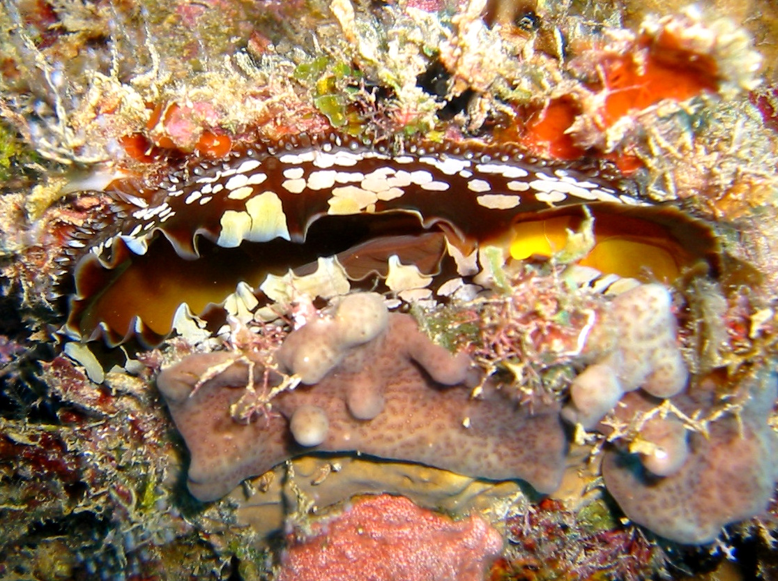 Atlantic Thorny-Oyster - Spondylus americanus