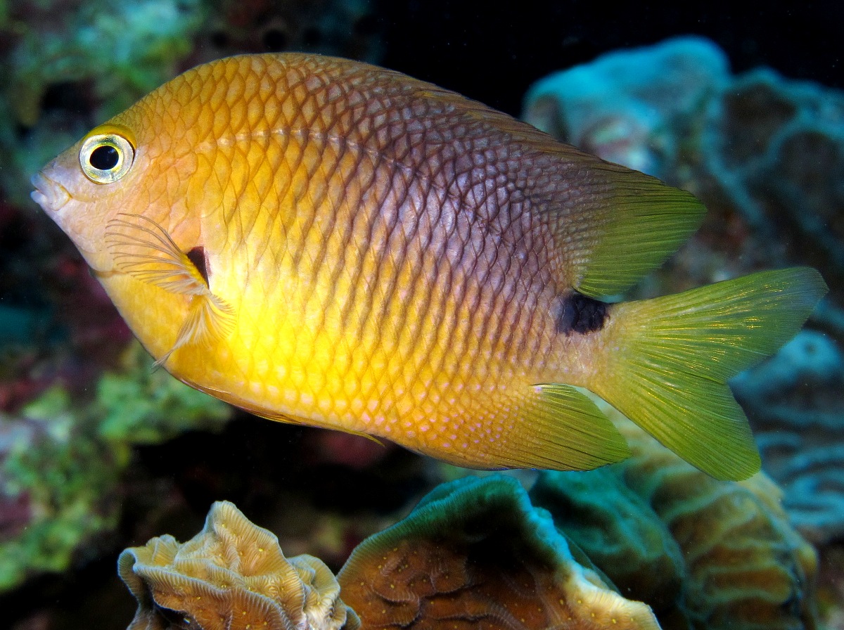 Threespot Damselfish - Stegastes planifrons