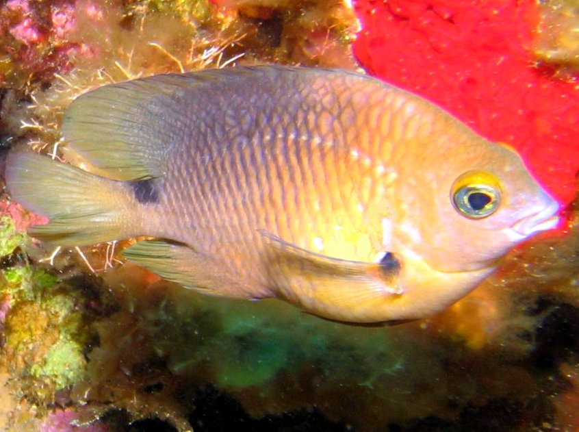 Threespot Damselfish - Stegastes planifrons