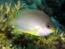 Ambon Damselfish - Pomacentrus amboinensis