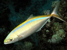 Bar Jack - Carangoides ruber