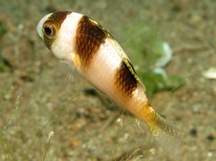 Black-Banded Damselfish - Amblypomacentrus breviceps