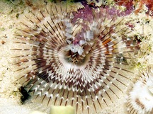 Black-Spotted Feather Duster - Branchiomma nigromaculata