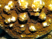 Boulder Star Coral - Montastraea franksi