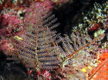 Branching Hydroid - Sertularella speciosa