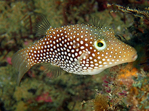 Spotted Sharpnosed Puffer - Canthigaster punctatissima