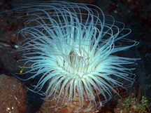 Flower Tube Anemone - Cerianthus filiformis