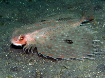 Spotwing Flying Gurnard - Dactyloptena macracantha