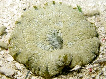 Elegant Anemone - Actinoporus elegans