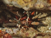 East Pacific Slate Pencil Urchin - Eucidaris thouarsii
