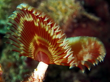 Split-Crown Feather Duster - Anamobaea oerstedi