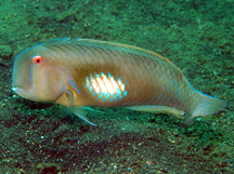 Finspot razorfish - Iniistius melanopus