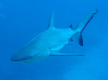 Gray Reef Shark - Carcharhinus amblyrhynchos