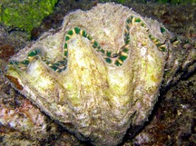 Hippopus Clam - Hippopus hippopus