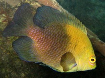Lagoon Damselfish - Hemiglyphidodon plagiometopon