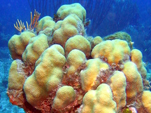 Lobed Star Coral - Montastraea annularis